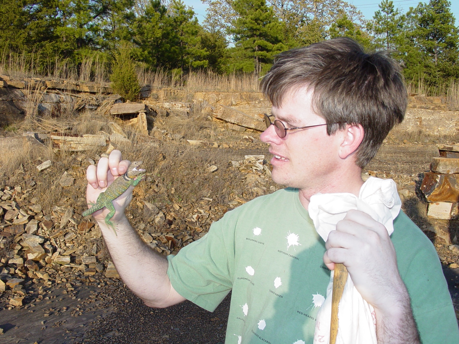 McCallum and Crotaphytus collaris.1046